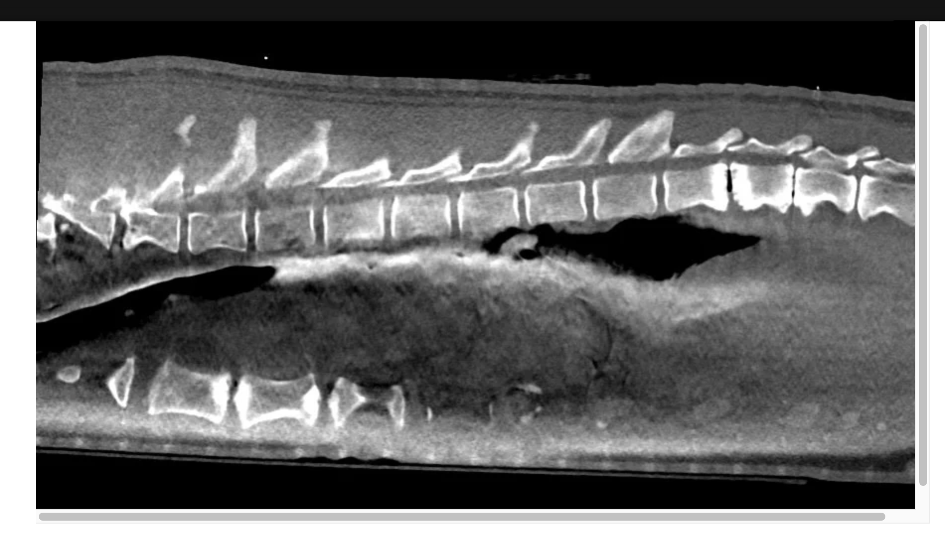 Diego the sea lion's CT scan.