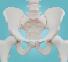 Hip skeleton