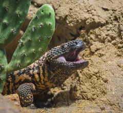 Gila monster saliva helps docs detect insulinomas.