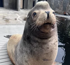 Massive sea lion at Hogle Zoo gets CT scan