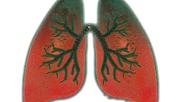 Lungs