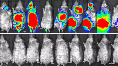 nuc med treatment for non-hodgkin lymphoma