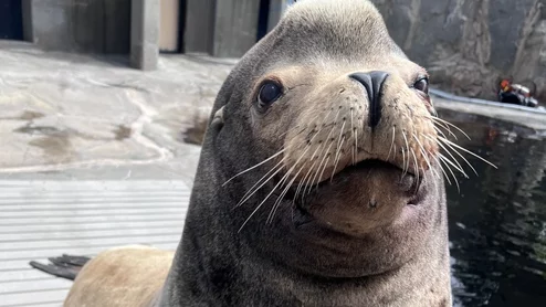 Massive sea lion at Hogle Zoo gets CT scan