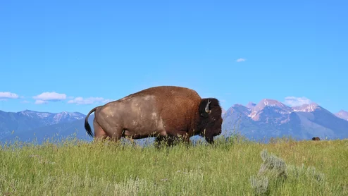 Bison Montana buffalo rural