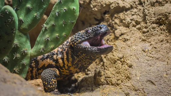 Gila monster saliva helps docs detect insulinomas.