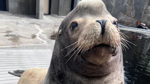 Massive sea lion at Hogle Zoo gets CT scan